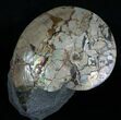 Placenticeras meeki Ammonite - Opalescent Shell #6095-3